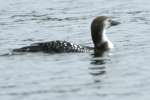 Common Loon