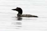 Common Loon