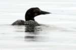 Common Loon