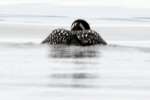 Common Loon