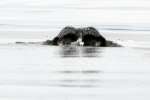 Common Loon