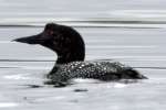 Common Loon