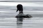 Common Loon