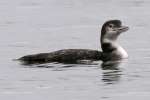 Common Loon