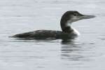 Common Loon