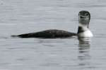 Common Loon