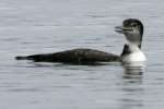 Common Loon