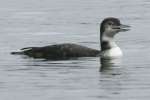 Common Loon