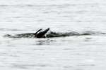 Common Loon