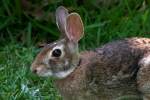 Eastern Cottontail Rabbit