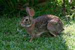 Eastern Cottontail Rabbit