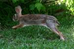 Eastern Cottontail Rabbit