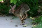 Eastern Cottontail Rabbit