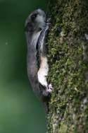 Southern Flying Squirrel