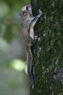 Southern Flying Squirrel