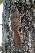 Southern Flying Squirrel