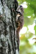 Southern Flying Squirrel