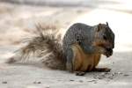 Fox Squirrel