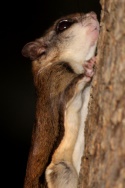 Southern Flying Squirrel