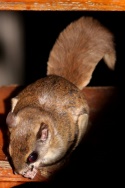 Southern Flying Squirrel