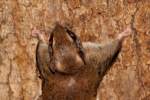 Southern Flying Squirrel