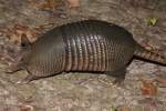 Nine-banded Armadillo