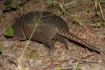 Nine-banded Armadillo