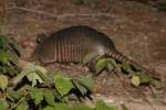 Nine-banded Armadillo