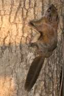 Southern Flying Squirrel