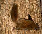 Southern Flying Squirrel