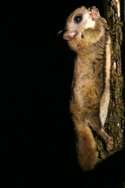 Southern Flying Squirrel