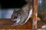 Southern Flying Squirrel