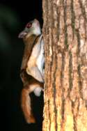 Flying Squirrel