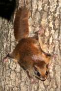 Southern Flying Squirrel