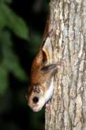 Southern Flying Squirrel