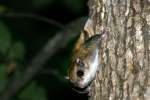 Southern Flying Squirrel