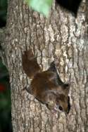 Southern Flying Squirrel