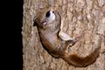 Southern Flying Squirrel