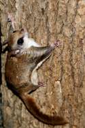 Southern Flying Squirrel