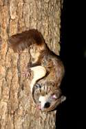 Southern Flying Squirrel