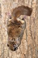 Southern Flying Squirrel