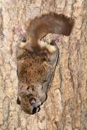 Southern Flying Squirrel