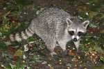 Raccoon