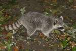 Raccoon