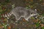 Raccoon