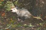 Virginia Opossum