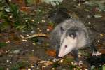 Virginia Opossum