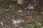Raccoon