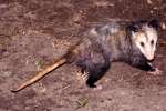 Virginia Opossum