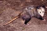 Virginia Opossum